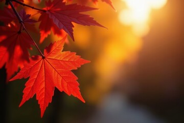 Crimson and gold maple leaves backlit by sunlight , detail, texture