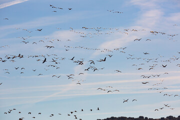 Flight of migrating cranes in cloud sky
