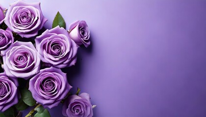 festive, greeting card, birthday, wedding, purple rose  flowers on a purple background