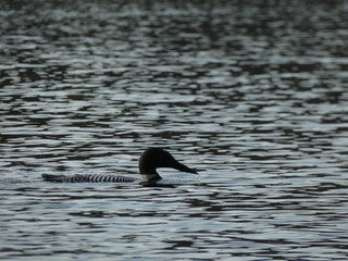 Common loon 