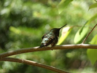 ruby throated hummingbird  