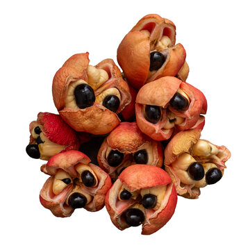 Ackee Fruit. Bright red pods and glossy black seeds. The ackee, Jamaica's national fruit, is a staple in Caribbean cuisine and is often used in traditional dishes like ackee and saltfish. 