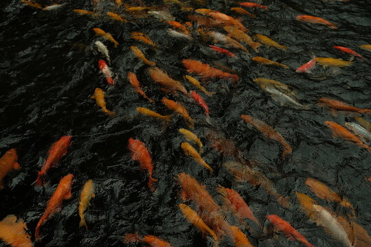 japanese koi fish in pond