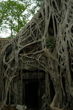 Ta Prohm Temple with Roots Growing over Temple