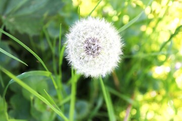 dandelion on green grass