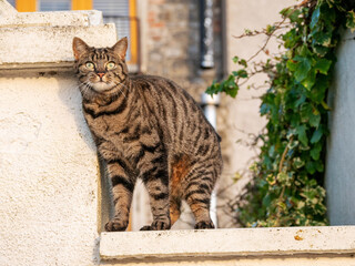 Cute tabby cat with brown color fur sitting on a fence. Animal looks friendly and lazy. Home fluffy...