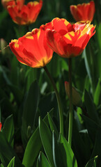 Being couple, forever together concept with tulips