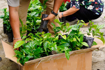Hands that care, plants that grow, preserving the environment