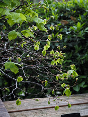 Spring flowering plants 