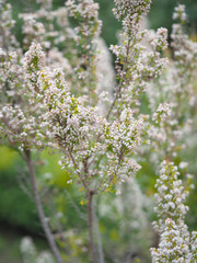 Spring flowering plants 