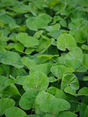 Spring flowering plants 