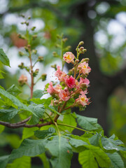 Spring flowering plants 