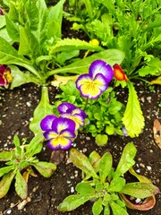 Vibrant purple and yellow flowers in bloom