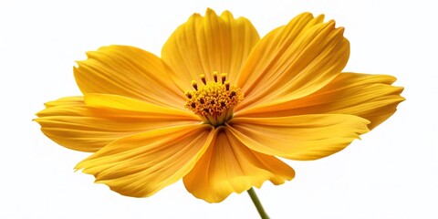 Obraz premium Vibrant Yellow Cosmos Flower in Full Bloom, Isolated on White Background