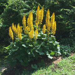 Yellow Siberian Ligularia Blooming in Shady Park Area