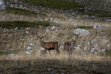 Herd of red deers in the mountains. Deers during rutting season in Spain. 