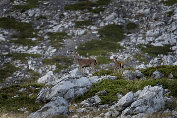 Herd of red deers in the mountains. Deers during rutting season in Spain. 