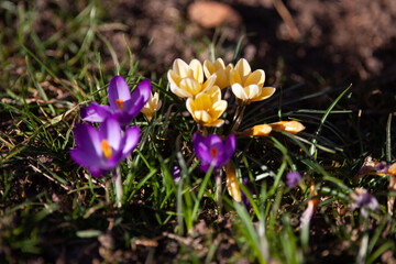 Krokus im Fr&uuml;hling im Blumenbeet