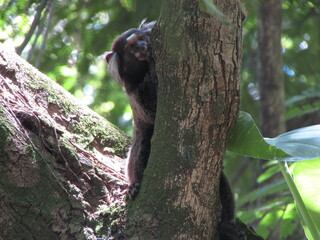Santa Teresa - Rio de Janeiro - Brazil - February 5, 2025: Marmoset monkey in the forest of Santa...