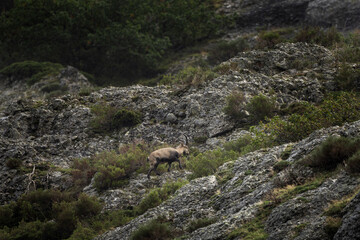 Iberian ibex is climbing on the rocks. Ibex in national park Picos de Europa. European wildlife.