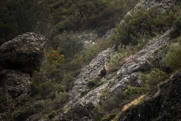 Iberian ibex is climbing on the rocks. Ibex in national park Picos de Europa. European wildlife.