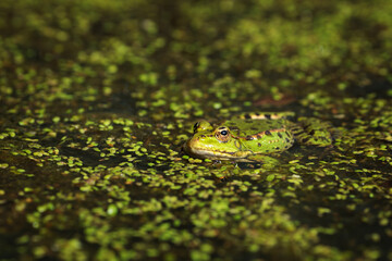 Marsh frog (Pelophylax ridibundus) partially submerged in a pond with floating duckweed, basking in natural sunlight.