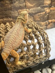 Bearded dragon