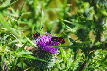 Schmetterling auf Blume