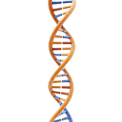 dna strand on white background