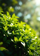 Obraz premium Lush green foliage bathed in bright sunlight with a beautiful bokeh effect in the background evoking a fresh and vibrant feel bokeh green bokeh green abstract background light bright blur pattern