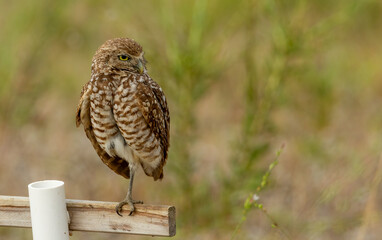 burrowing owls in Florida Cape Coral