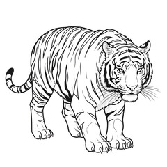 Fototapeta premium Walking Tiger Line Art Illustration