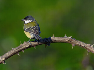 Fototapeta premium Great Tit (Parus Major)