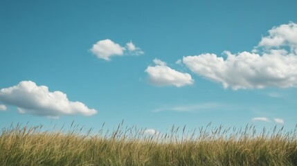 Fototapeta premium Cloudy sky over tall grass field. Possible use Stock photo for nature, travel, or desktop wallpaper