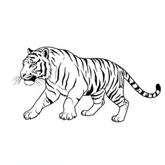 Fototapeta premium Walking Tiger Illustration Black and White