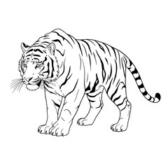 Naklejka premium tiger vector illustration
