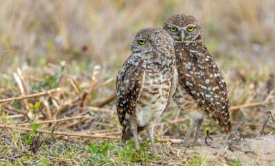 burrowing owls in Florida Cape Coral