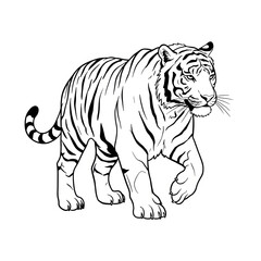 Walking Tiger Line Art Illustration