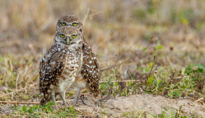 burrowing owls in Florida Cape Coral