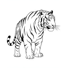 Fototapeta premium Walking White Tiger Illustration