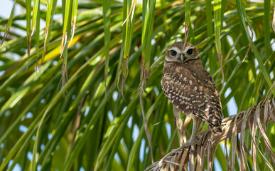 burrowing owls in Florida Cape Coral