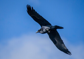 Raven in the Air