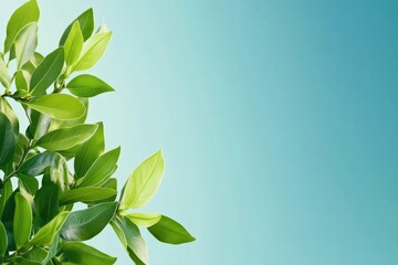 Fototapeta premium Fresh green leaves against a soft blue background, nature concept