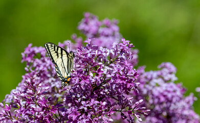 yellow tiger tail on lilac bush