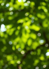 Fototapeta premium Blurred green leaf gradient nature background white sunlight and bokeh bokeh green bokeh green abstract background light bright blur pattern