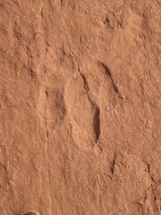 Ancient Dinosaur Track embedded in rock