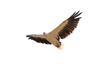 Fototapeta premium White bellied sea eagle, in flight. on isolated background