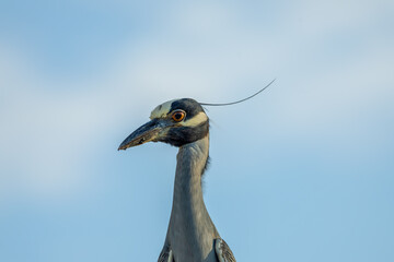 crowned night heron fishing close up