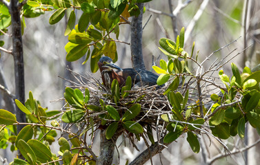 green heron female on nest of eggs