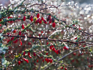 Hoarfrost on barberry berries Berberis vulgaris on a sunny winter day